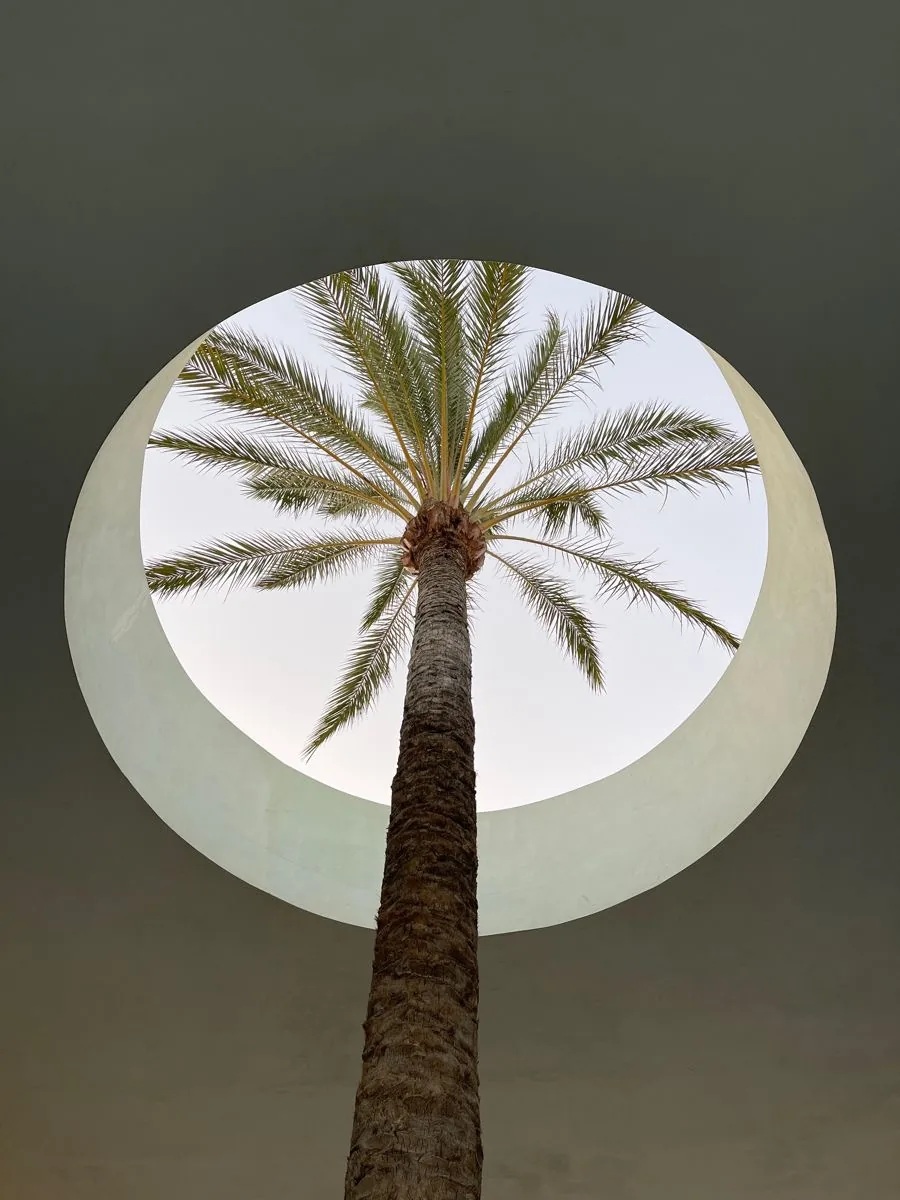 A palm tree seen through a round opening in a white wall